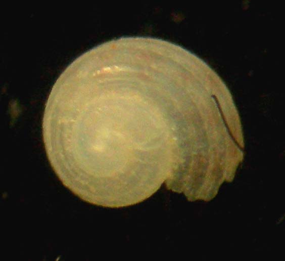 giovane homalopoma?